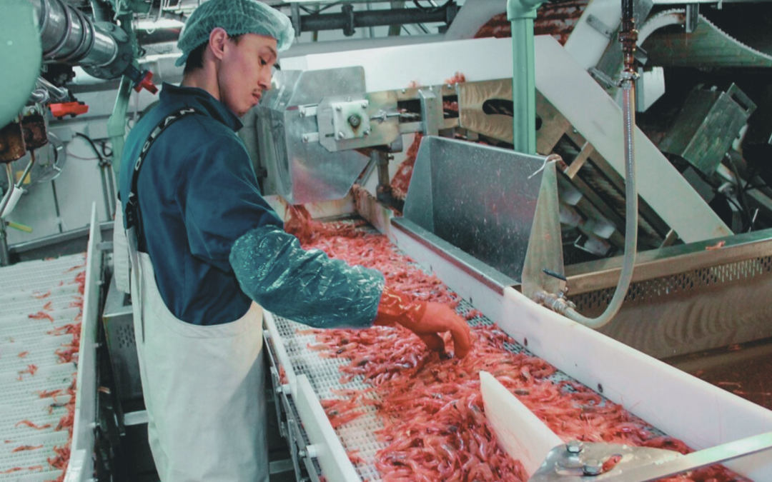 Picture of an worker of the cold water shrimp processing facility at Royal Greenland