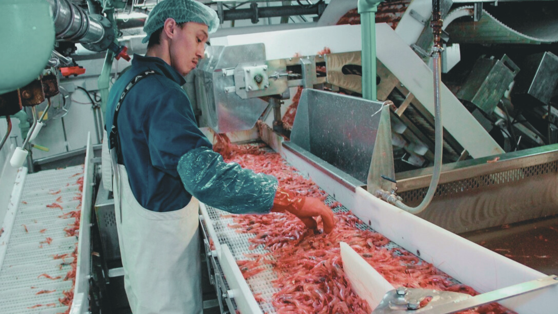 Picture of an worker of the cold water shrimp processing facility at Royal Greenland